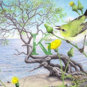 Parula