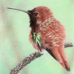KG Cards Cartão comemorativo "Beija-flor Rufous"