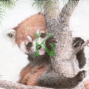 Cartão de felicitações "Panda Vermelho" da KG Cards