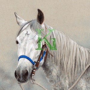 KG Cards "Pferd, Satara" Grußkarte