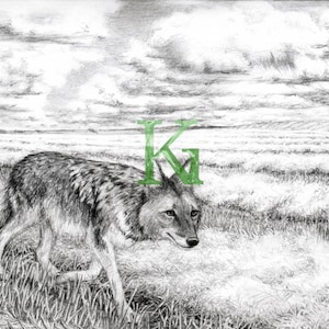 Coyote