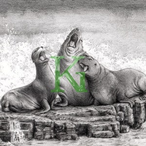 Focas Cantantes
