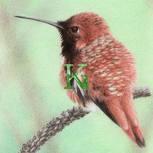 KG Cards "Hummingbird Rufous" Greeting Card