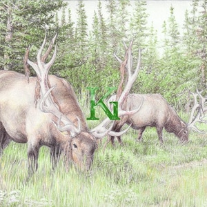 KG Cards "Elk Grazing" Greeting Card