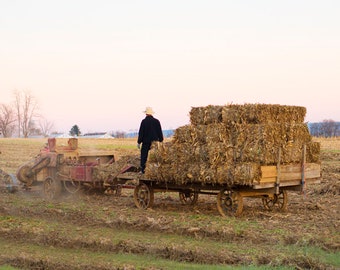 Amish Harvest, Lancaster PA