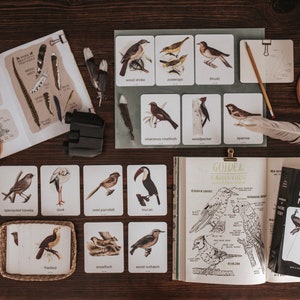 Tarjetas de pájaros alrededor del mundo