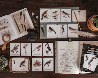 Birds Around the World Cards
