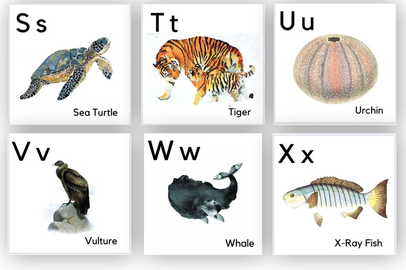 May include: A colorful alphabet chart with illustrations of animals and sea creatures. The letters S, T, U, V, W, and X are displayed in black font with a corresponding animal or sea creature illustration below each letter. The letters are in uppercase and lowercase. The animals and sea creatures are illustrated in a realistic style. The chart is on a white background.