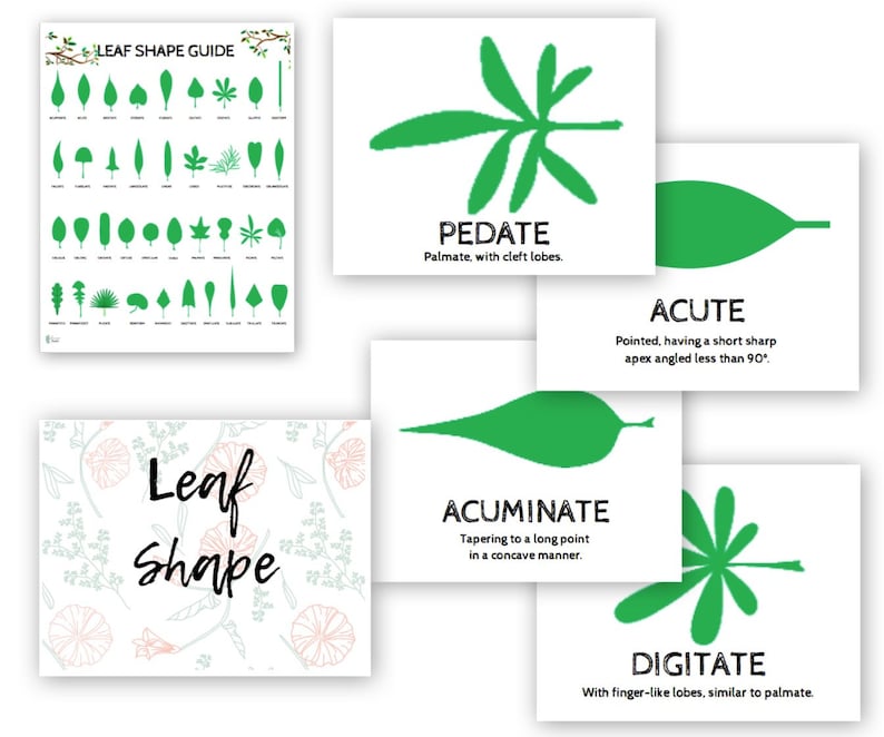 Essential Leaf Classification and Morphology Guide Shape Etsy Canada