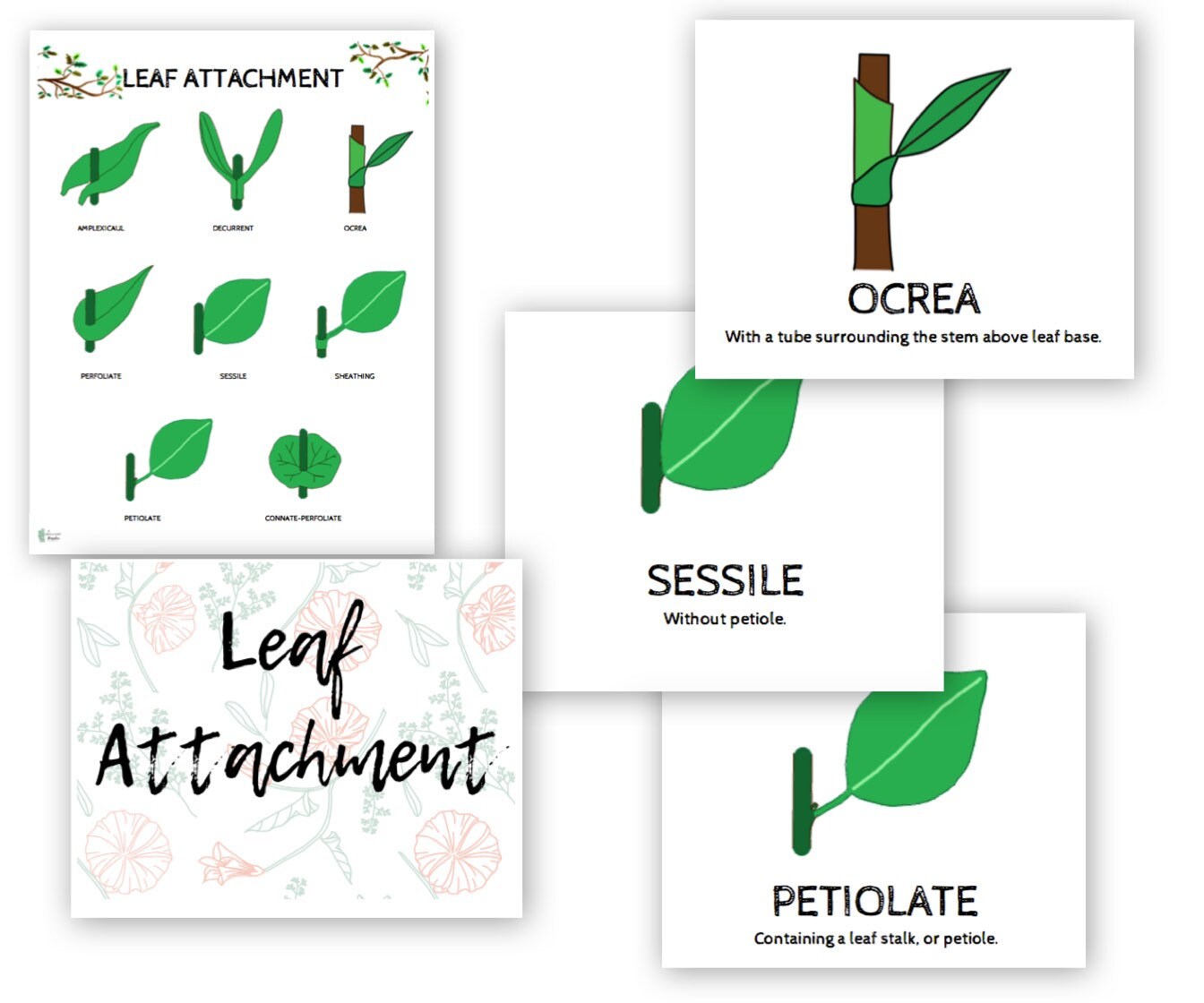 Essential Leaf Classification and Morphology Guide Shape Etsy Singapore
