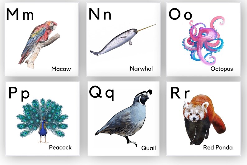 May include: A colorful alphabet chart with illustrations of animals. The letter M is paired with a red, blue, and yellow macaw. The letter N is paired with a gray narwhal. The letter O is paired with a pink and blue octopus. The letter P is paired with a peacock with blue and green feathers. The letter Q is paired with a gray quail. The letter R is paired with a red panda.