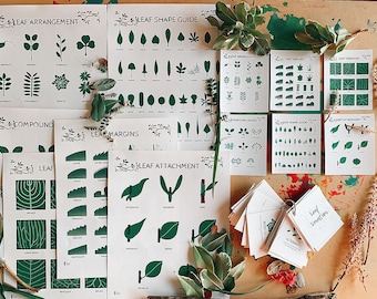 May include: A set of 10 illustrated cards with green leaf shapes and text labels. The cards are arranged on a wooden surface with green plants and a notebook with the text "Leaf Arrangement" and "Alternate" visible.