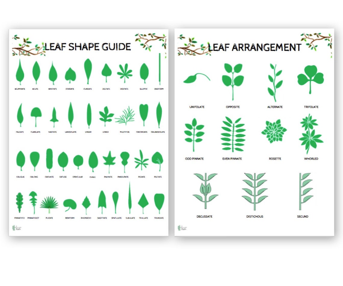 Essential Leaf Classification and Morphology Guide Shape Etsy Singapore