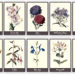 Wildflower Vintage Art Prints | Flower Picture Cards | Botanical Art | Botany | Nature Study | Charlotte Mason Homeschool Decorations