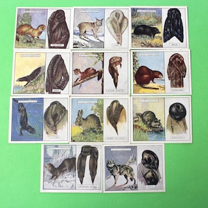 Cigarette Card W.D. & H.O. Wills Animals and their Furs 1929 11/25 Exc Con Historically Informative Collectable Craft Collage Paper Art