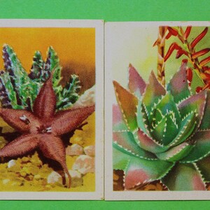 Vintage Cigarette Card Westminster Tobacco Co South African Succulents 1936 2/49 Excellent Cond