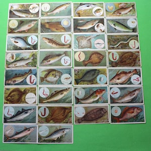 Cigarette Card W D & H O Wills Fish and Bait 1910 30/50 Historically Informative Collectable Items Craft Collage Paper Art