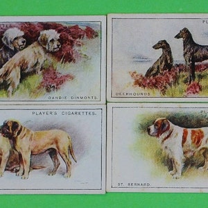 Vintage Cigarette Card John Player & Sons DOGS Full Length 1931 Some as pairs 6/50 Very good Condition