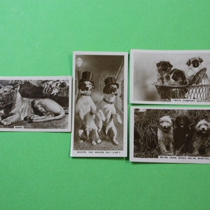 Vintage Cigarette Card Cavenders Ltd  Animal Studies 1936 Black & White Photos 4/36 Excellent Condition 0122