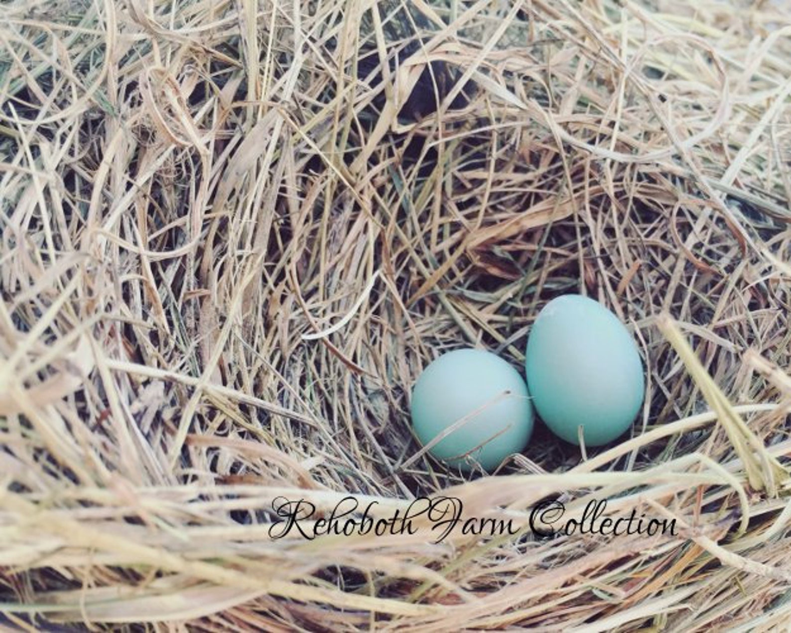 Printable Instant Download Bird Nest Rustic Wall Art Country - Etsy