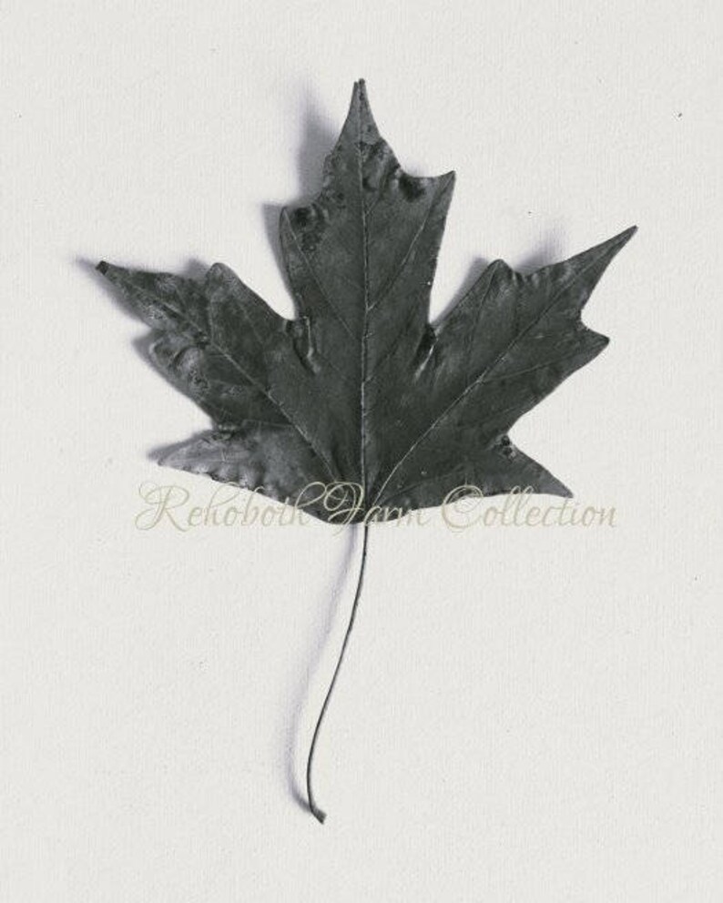 Black and White Nature Photo Simple Minimalist Art Maple Leaf Fall Decor Farmhouse Style Print Digital Download Image Printable Photo Art