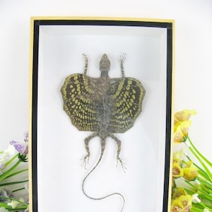 May include: A preserved flying dragon, also known as a gliding lizard, is displayed in a wooden frame with a white background. The dragon has a long tail and a brown and yellow patterned skin. The frame has a black border and the text "Flying Dragon" is printed below the specimen.