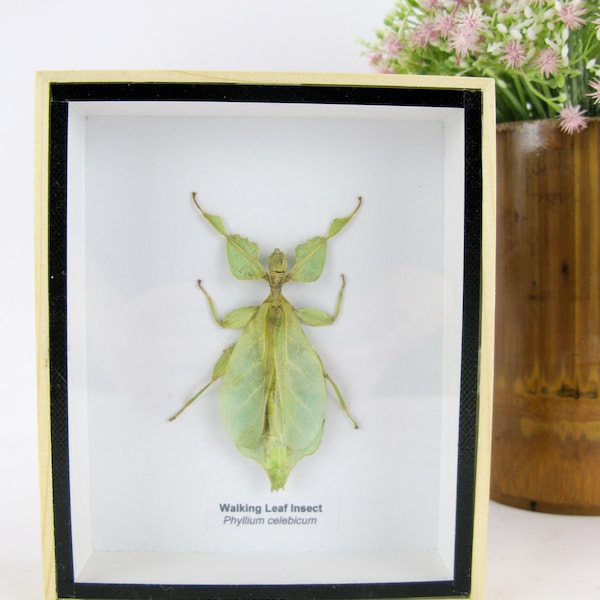Phyllium sicipholium - real exotic insect in a wooden showcase in 3D