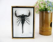 Real Scorpion - Giant Scorpion (palamnaeus Fulvipes) - in a