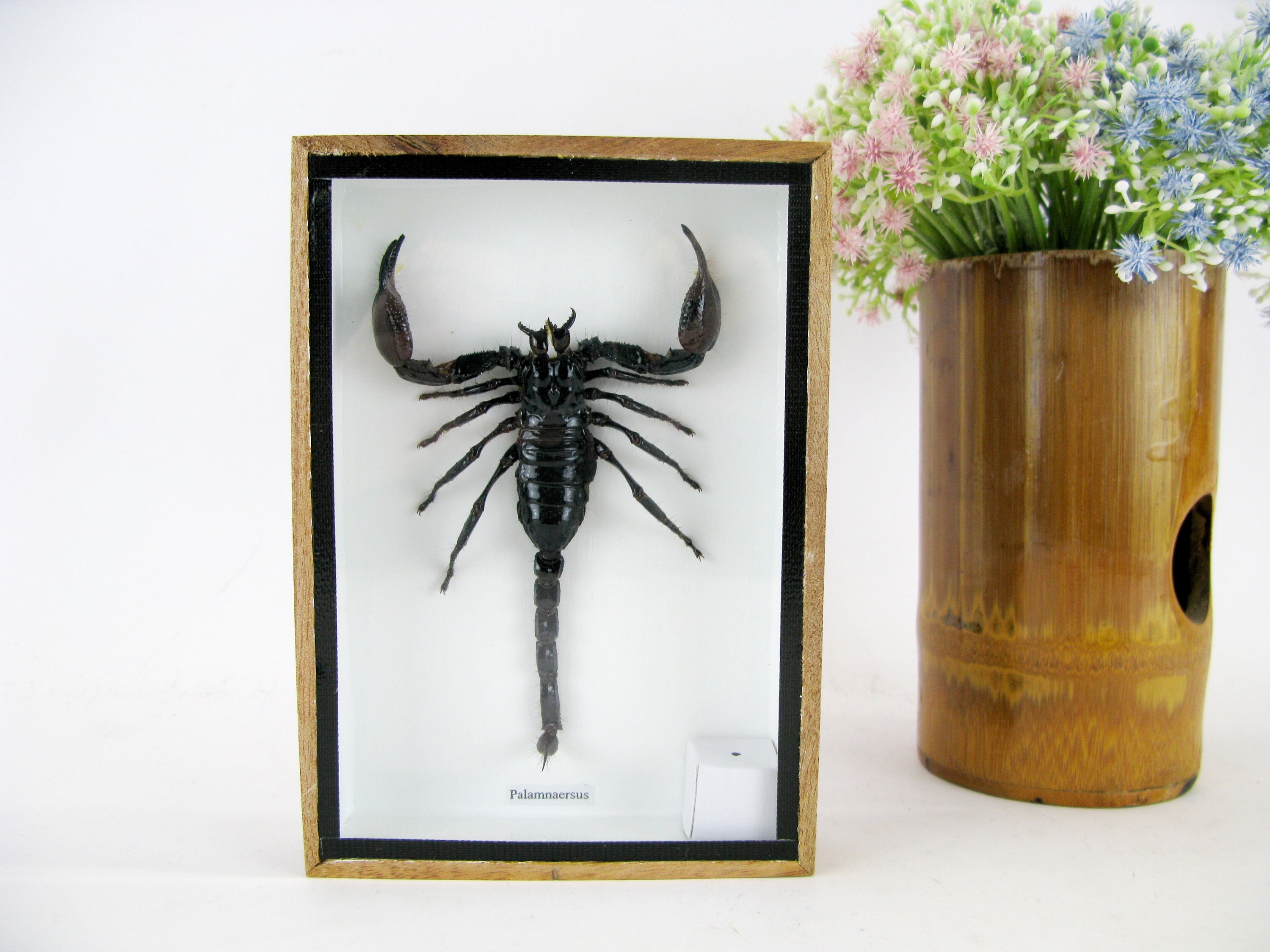 Real Scorpion - Giant Scorpion (palamnaeus Fulvipes) - in a Wooden