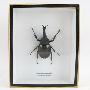 Xylotrupes gideon M - Real exotic insect in the showcase wood