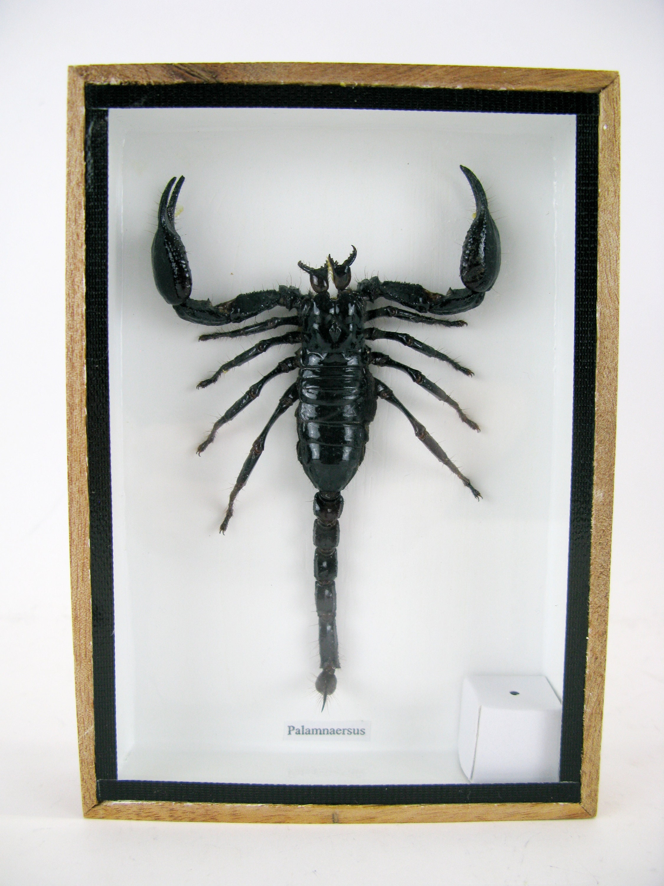 サソリ標本　scorpion　palaneus fulvipes Real Scorpion - Giant Scorpion (palamnaeus Fulvipes) - in a
