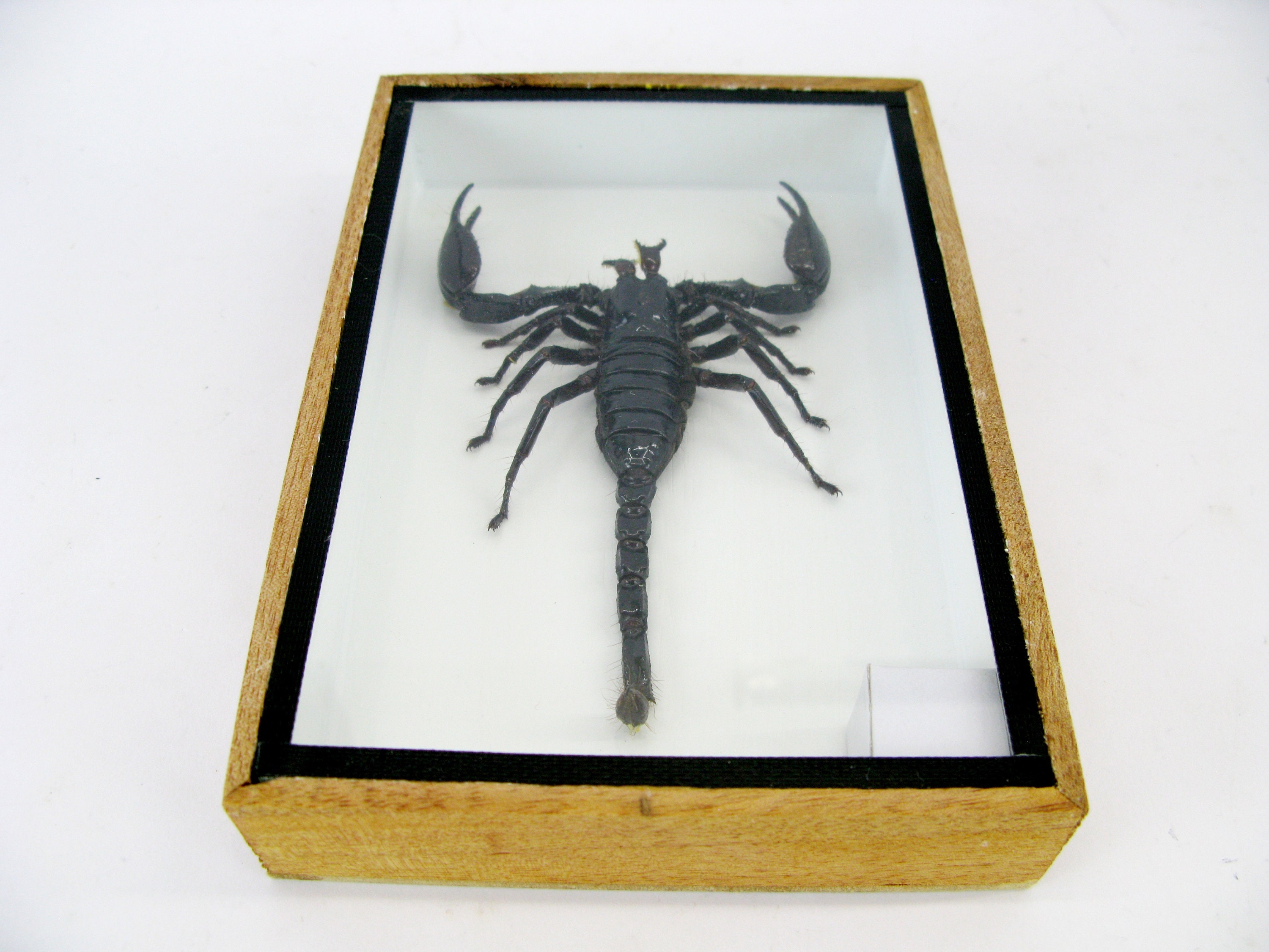 Real Scorpion - Giant Scorpion (palamnaeus Fulvipes) - in a Wooden