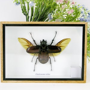 Three-horned Rhinoceros Beetle Chalcosoma Caucasus- XL in 3D - real giant insect showcase