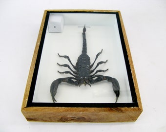 サソリ標本　scorpion　palaneus fulvipes Black Giant Scorpion Palamnaeus Fulvipes Taxidermy Real in