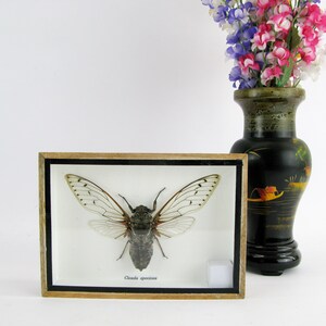 XXL Cicada speciosa - insetto vero in una teca di legno cicada cicala