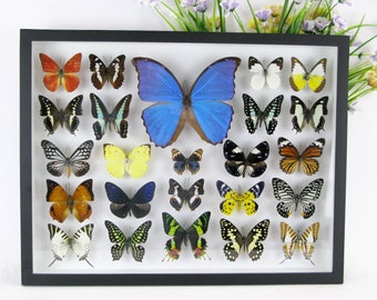 Rare, unique and beautiful showcase XXL with 24 real breeding butterflies 3D - 11