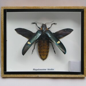 Magaloxantsa bicolore - Véritable insecte exotique - unique dans le bois de vitrine