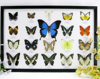 u 24 - Rare, unique, beautiful showcase with 20 butterflies on cotton