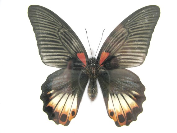 echter Schmetterling im Schaukasten aus Holz Bilderrahmen Great Mormon F 