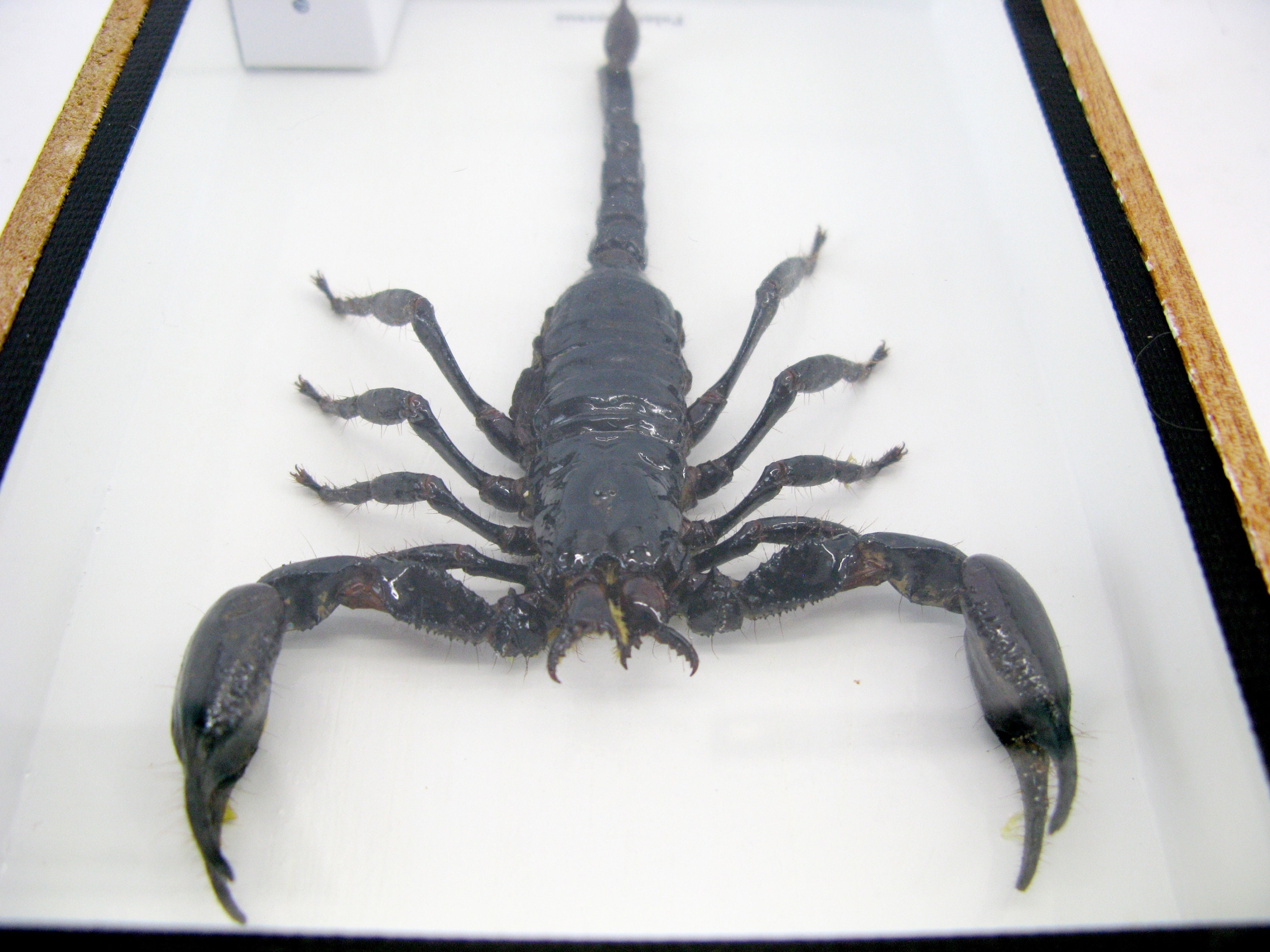 Real Scorpion - Giant Scorpion (palamnaeus Fulvipes) - in a