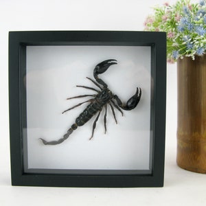 Echter Skorpion - Giant Scorpion (Palamnaeus fulvipes) - im hochwertigem 3D Schaukasten