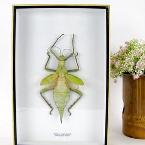 Heteropteyx Dilatata - Real exotic insect - 20 x 30 cm - Wooden showcase