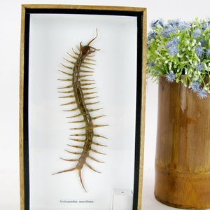 Cendipede (poisonous) Scolopendra morsitans in XL size in a 3D wooden box