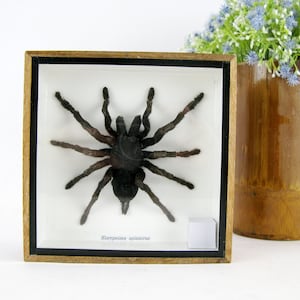 Real giant tarantula - EURYPEIMA SPINCRUS - in a display case in a 3D wooden box