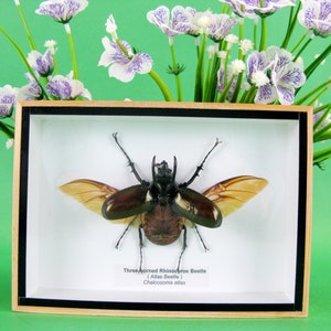 Three-horned Atlas Beetle - XL in 3D - real giant insect showcase