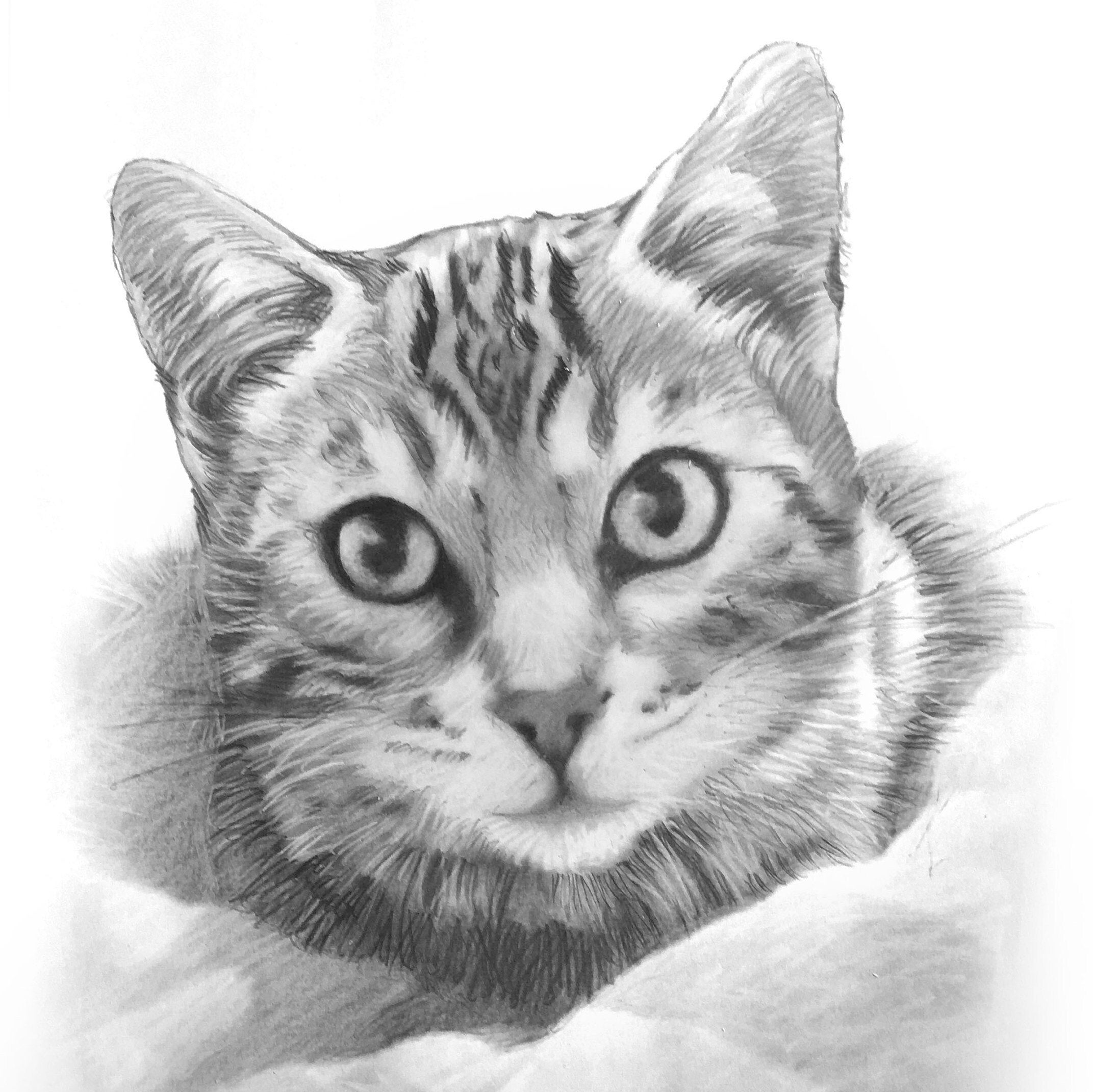 Pencil Sketches All Subjects Hand Drawn Pet Portrait Drawings - Etsy  Singapore