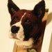 see more listings in the Pets Portraits and Farm section