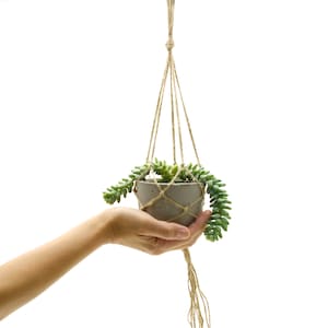 May include: A small, grey concrete planter with a trailing succulent, suspended by a natural fibre macrame hanger. The plant is held in a hand against a white background. The macrame has a knotted design.