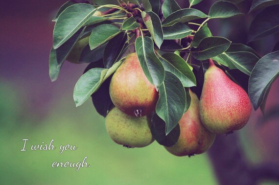 Pears Fruit Tree Quote Outdoor Photography Nature Etsy Magnificent Pears Ghandi Pears Fruit Tree Quote Outdoor Photography Nature Etsy Magnificent Pears Ghandi