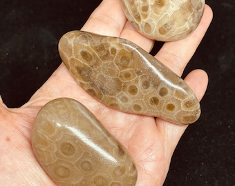 Petoskey stone from Michigan intuition palm stone WA155 with crystal info card